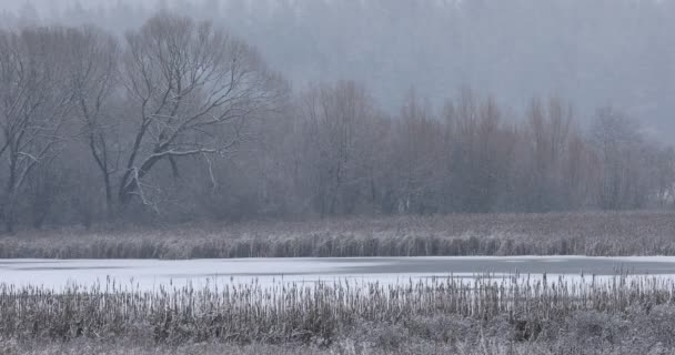 Winterlandschap bedekt met sneeuw — Stockvideo