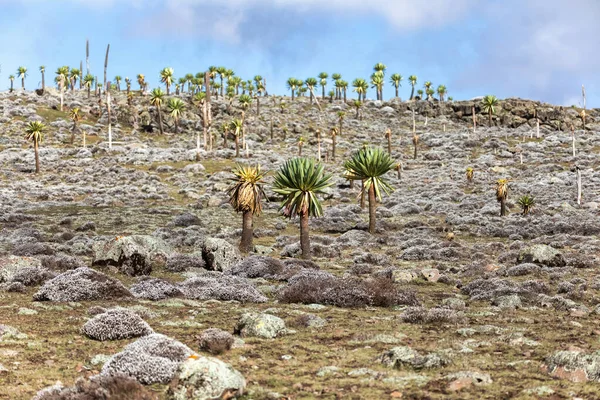 Planta gigante de Lobelia en la montaña Bale, Etiopía — Foto de Stock