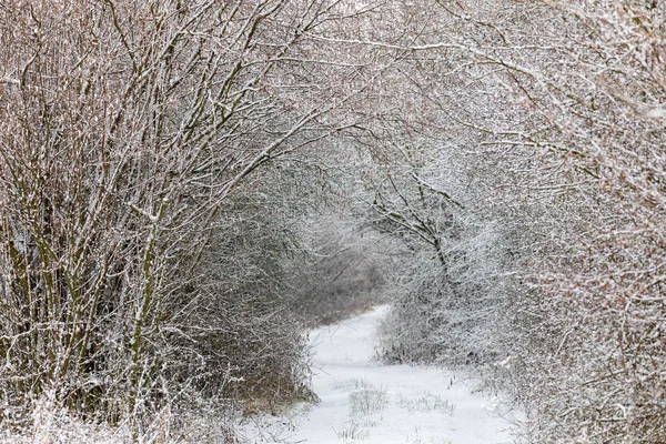 Vinterlandskap täckt med snö — Stockfoto