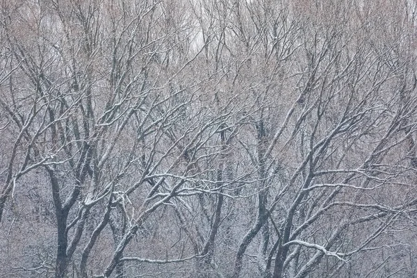 Winter landscape covered with snowfall — Stock Photo, Image