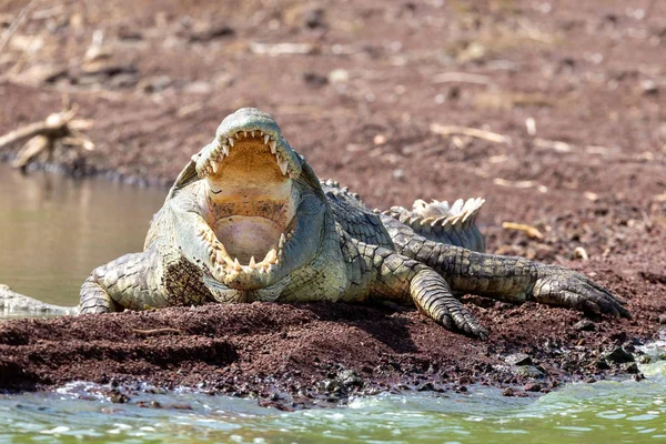 Stor Nilkrokodil, Chamosjön Etiopien, Afrika — Stockfoto