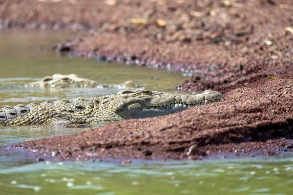 Großes nilkrokodil, chamo see äthiopien, afrika — Stockfoto