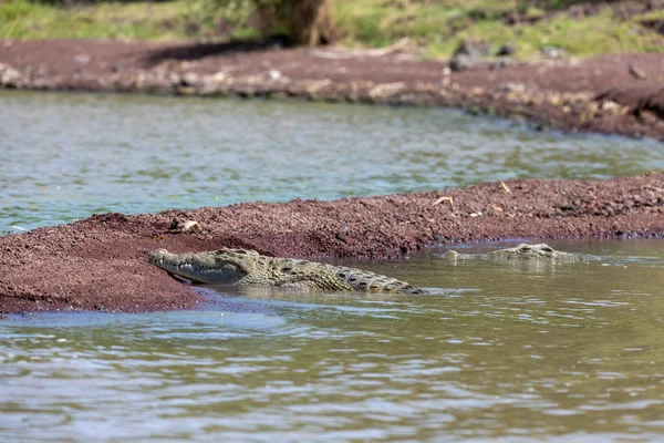 Gran cocodrilo del Nilo, Chamo lago Etiopía, África — Foto de Stock