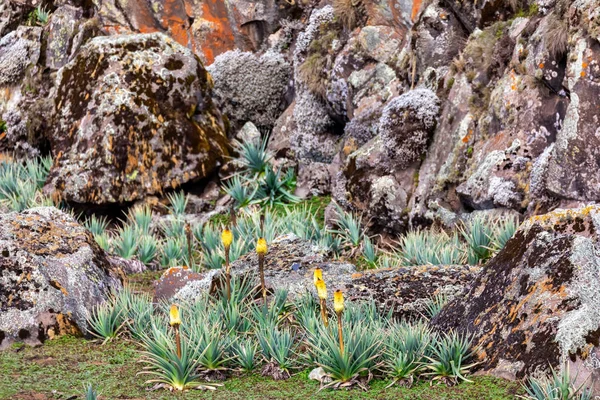 Flor de Kniphofia foliosa, Bale Mountains, Etiopía — Foto de Stock