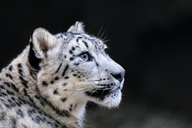 kar leoparı, Irbis Uncia uncia