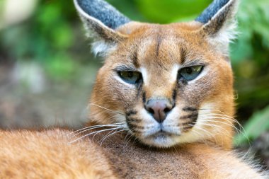 Güzel kedi, Caracal.