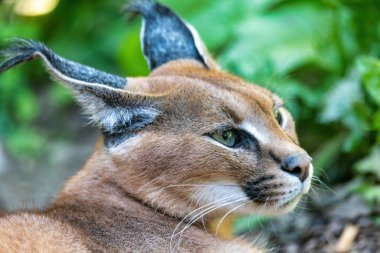 Güzel kedi, Caracal.