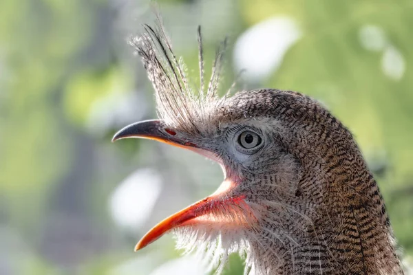 Röd ben seriema, cariama cristata — Stockfoto