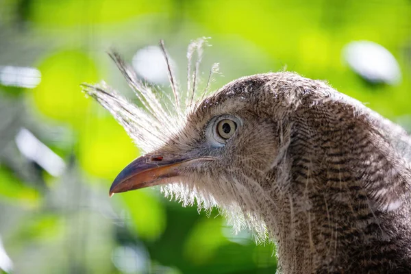 Röd ben seriema, cariama cristata — Stockfoto