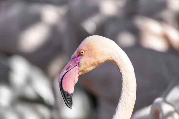 Smukke amerikanske flamingoer - Stock-foto