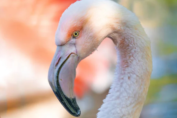 Beautiful American Flamingos — Stock Photo, Image