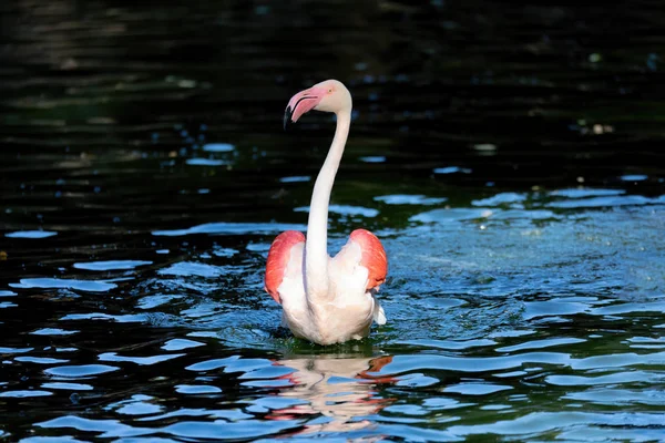 Schöne amerikanische Flamingos — Stockfoto