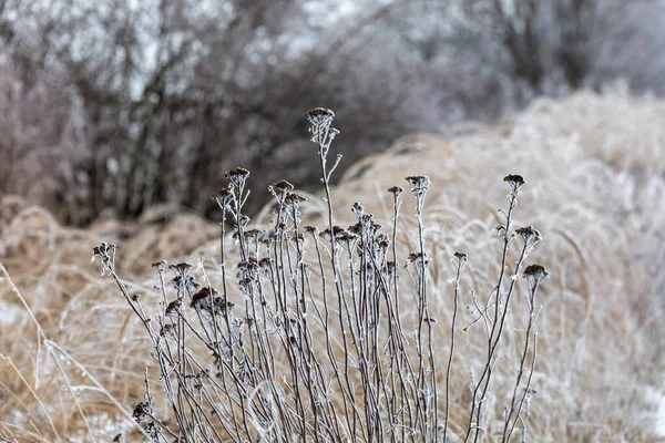 Plants in winter with frost — Stock Photo, Image