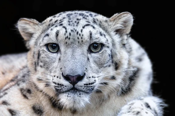 Leopardo da neve, Irbis Uncia uncia — Fotografia de Stock