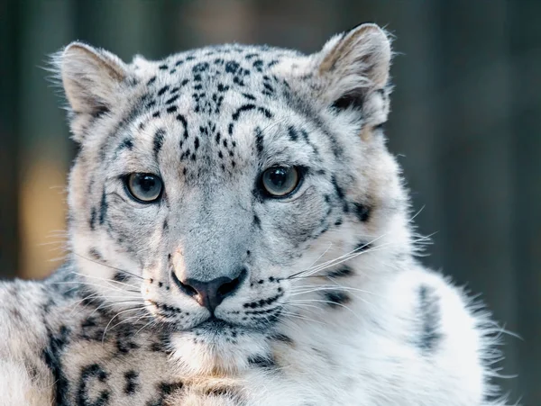 Snow leopard, Irbis Uncia uncia — Stock Fotó