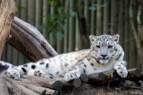 Leopardo de la nieve, Irbis Uncia uncia —  Fotos de Stock