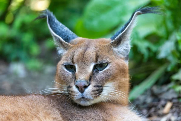 Gato hermoso, Caracal — Foto de Stock