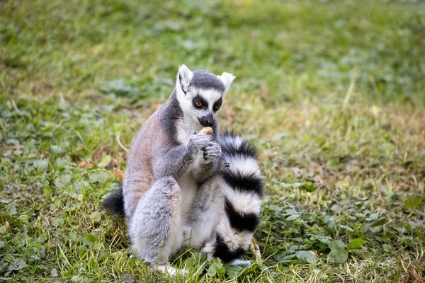 Lemure dalla coda ad anello, Lemur Catta. Strisce — Foto Stock