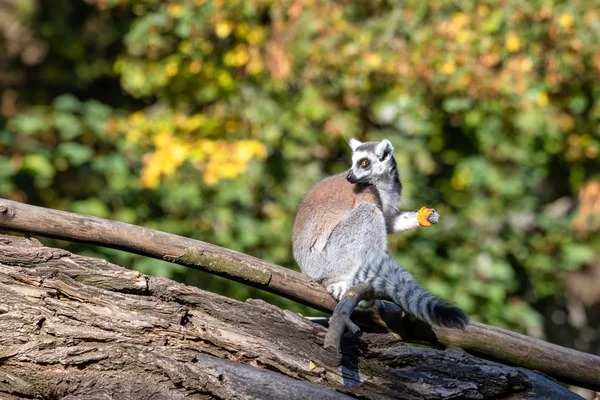 Halka kuyruklu lemur, Lemur catta. Çizgili — Stok fotoğraf