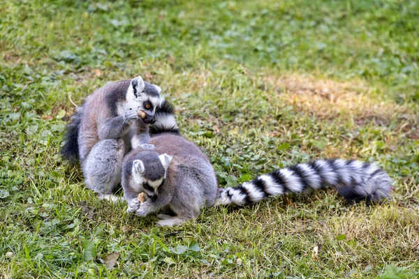 Lemure dalla coda ad anello, Lemur Catta. Strisce — Foto Stock