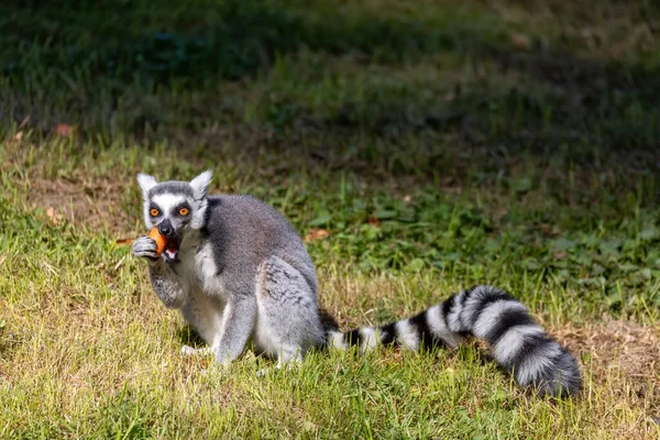 Ring-tailed lemur, Lemur catta. Striped — Stock Photo, Image