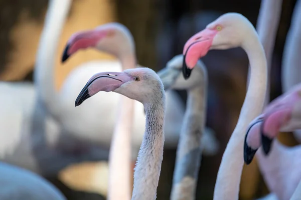 Beautiful American Flamingos — Stock Photo, Image