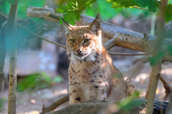 Lynx Ritratto durante l'autunno — Foto Stock