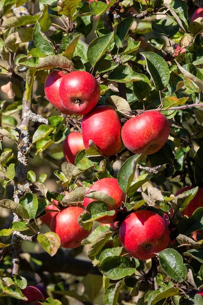 Mele rosse fresche e succose su albero — Foto Stock