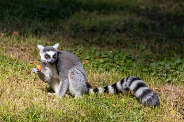 Gyűrűfarkú maki, Lemur Catta. Csíkos — Stock Fotó