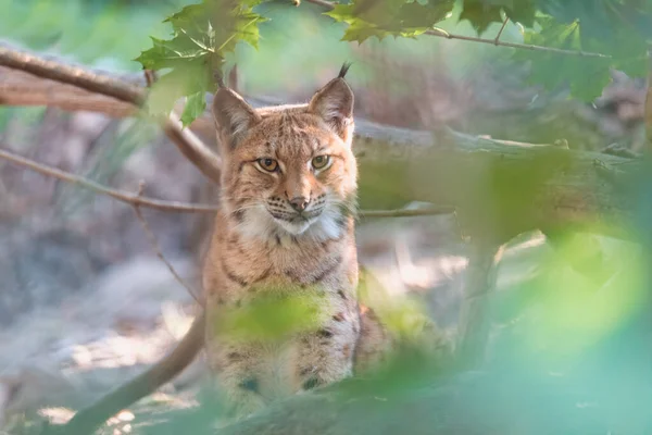 Lynx Retrato durante el otoño — Foto de Stock