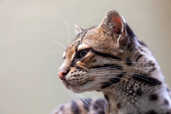 マーゲイ、ヒガンフグヒョウ wiedii、珍しい南米猫 — ストック写真