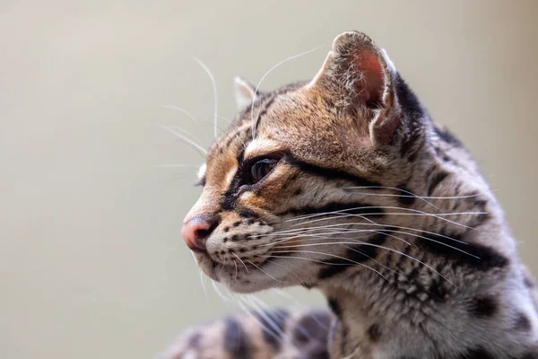 Margay, Leopardus wiedii, a rare South American cat — Stock Photo, Image