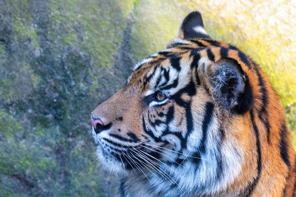 Tigre de Sumatra, panthera tigris sumatrae — Photo
