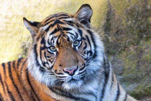 Sumatra-Tiger, Panthera tigris Sumatra — Stockfoto