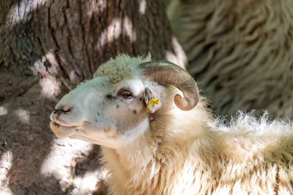 Ram 或夯，男性的羊 — 图库照片