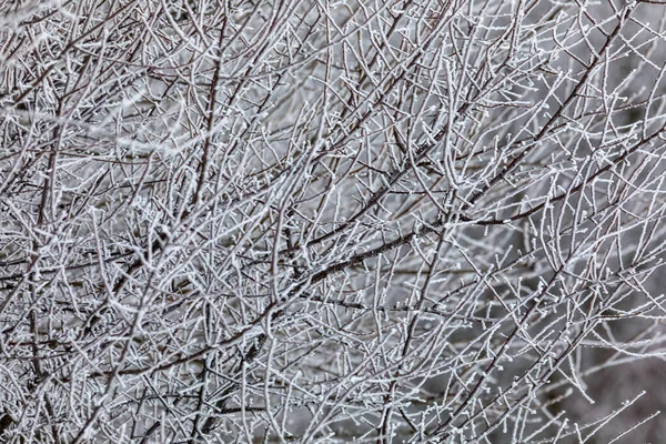 霜のある木自然的背景 — ストック写真