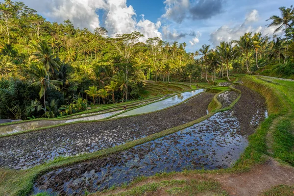 Terraço em Gunung Kawi, Bali, Indonésia . — Fotografia de Stock