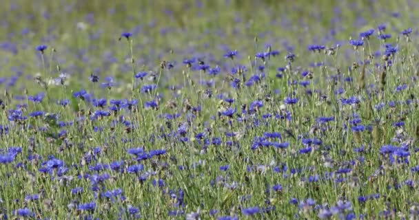 Bleuets bleus en été 