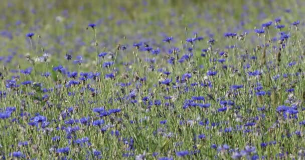 Blauwe korenbloemen in de zomer — Stockvideo