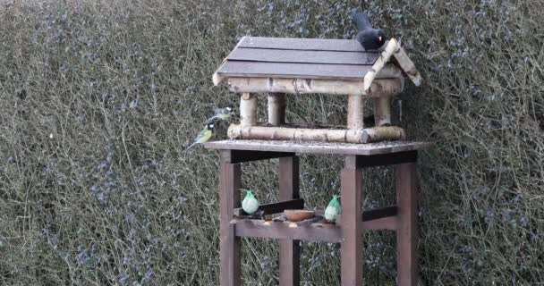 Hermoso pequeño jardín de aves en alimentador de aves — Vídeo de stock