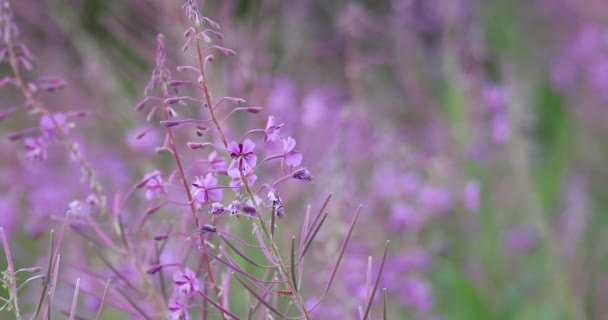 Rózsaszín fireweed virágok a tavaszi rét — Stock videók