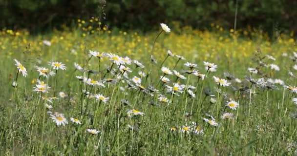 Spring Daisy Marguerite Flower Field — Stock Video