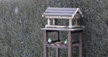 Güzel küçük bahçe kuşları kuş yemliğinde