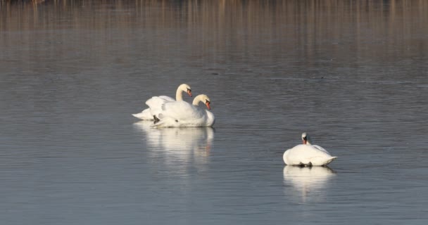 Cisne blanco en el estanque congelado. — Vídeos de Stock