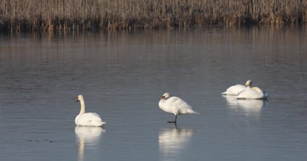 Cisne blanco en el estanque congelado. — Vídeos de Stock
