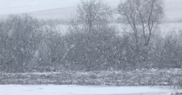 Téli táj hóeséssel borítva — Stock videók
