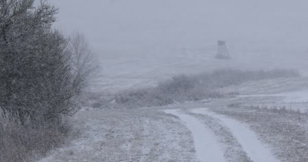 Winterlandschap bedekt met sneeuw — Stockvideo