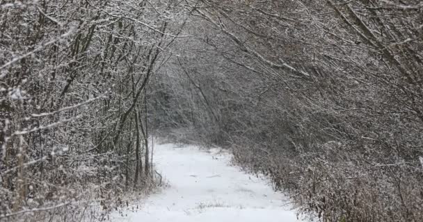 Zimní ulička krajina pokrytá sněhem — Stock video