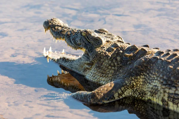 Нил Крокодил в реке Чобе, Ботсвана — стоковое фото