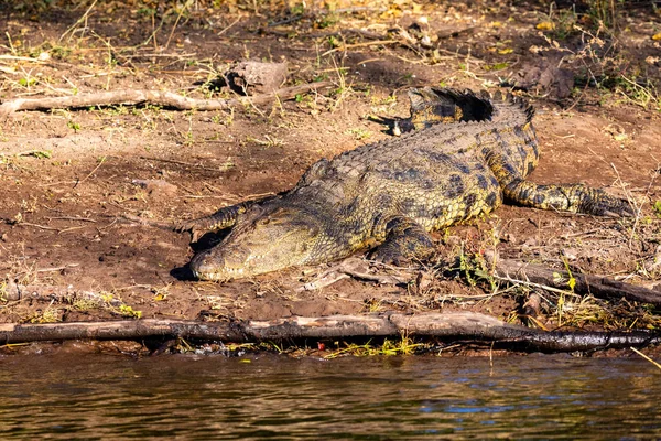 Crocodilo do Nilo no rio Chobe, Botsuana — Fotografia de Stock
